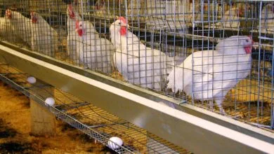 مرغ‌های تخم‌گذار و حقوق حیوانات: بررسی رفاه حیوانات در صنعت تخم‌مرغ