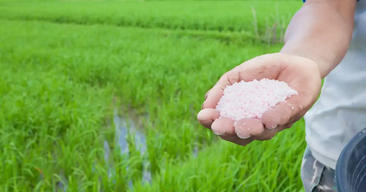 مقایسه بازدهی کودهای کلاته با کودهای معمولی